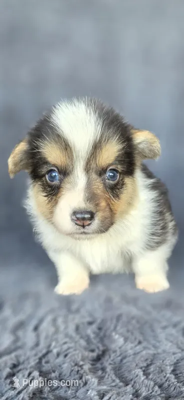 Pierre – Cardigan Welsh Corgi, Pembroke Welsh Corgi puppy for sale in Camilla, GA