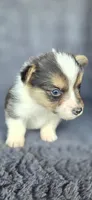 Pierre, a male Cardigan Welsh Corgi and Pembroke Welsh Corgi for sale in Camilla, GA – Photo 2 of 5
