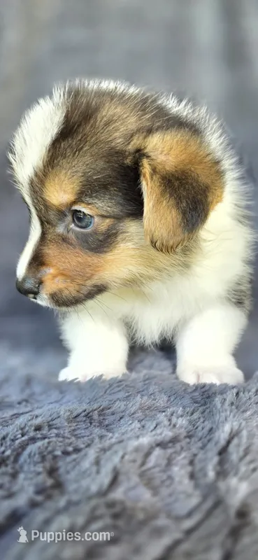 Pierre – Cardigan Welsh Corgi, Pembroke Welsh Corgi puppy for sale in Camilla, GA
