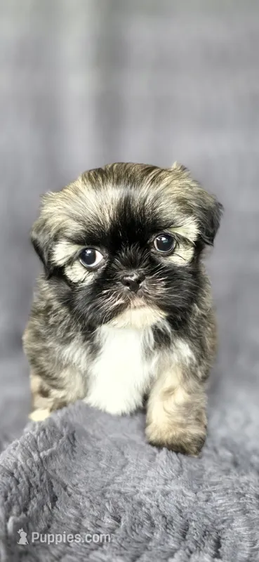 Shein – Shih Tzu puppy for sale in Camilla, GA