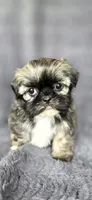 Shein, a female Shih Tzu for sale in Camilla, GA – 1 of 5