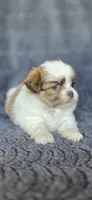 Blanch, a female Pomeranian and Shih Tzu for sale in Camilla, GA – 4 of 5