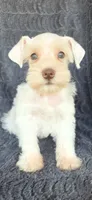 Nestle, a female Miniature Schnauzer for sale in Camilla, GA – 3 of 4