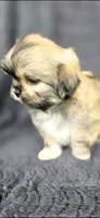 Rudy, a male Shih Tzu for sale in Camilla, GA – 4 of 6
