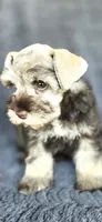 Mercedes, a female Miniature Schnauzer for sale in Camilla, GA – 2 of 6