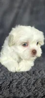 Prissy, a female Maltese and Shih Tzu for sale in Camilla, GA – 3 of 6