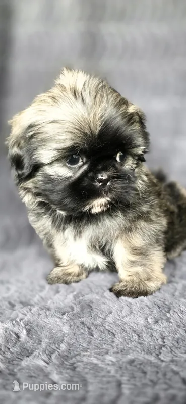 Frise – Shih Tzu puppy for sale in Camilla, GA