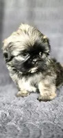 Frise, a male Shih Tzu for sale in Camilla, GA – 1 of 7