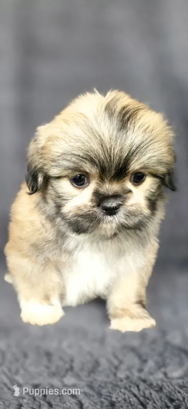 Rudy – Shih Tzu puppy for sale in Camilla, GA