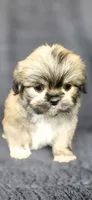 Rudy, a male Shih Tzu for sale in Camilla, GA – 1 of 6