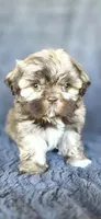 Meme, a female Shih Tzu for sale in Camilla, GA – 1 of 7