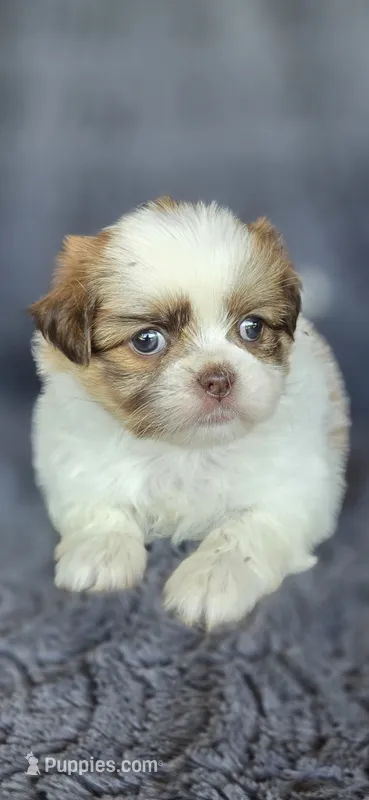 Blanch – Pomeranian, Shih Tzu puppy for sale in Camilla, GA