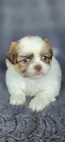 Blanch, a female Pomeranian and Shih Tzu for sale in Camilla, GA – 1 of 5