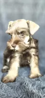 Tesla, a female Miniature Schnauzer for sale in Camilla, GA – 3 of 5