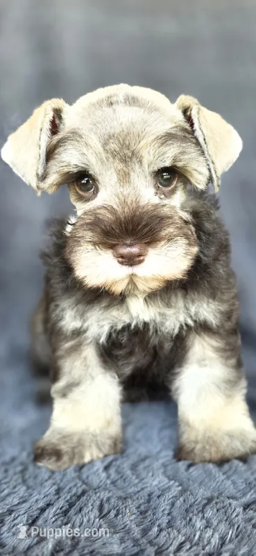 Mercedes – Miniature Schnauzer puppy for sale in Camilla, GA