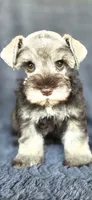 Mercedes, a female Miniature Schnauzer for sale in Camilla, GA – 1 of 6