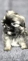 Frise, a male Shih Tzu for sale in Camilla, GA – 6 of 7