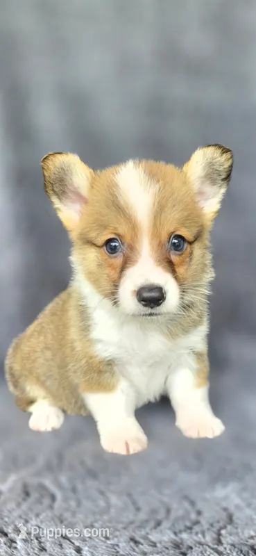 Brownie – Cardigan Welsh Corgi, Pembroke Welsh Corgi puppy for sale in Camilla, GA