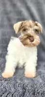 Panda, a male Miniature Schnauzer for sale in Camilla, GA – 5 of 6