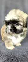 Dober, a male Shih Tzu for sale in Camilla, GA – 3 of 5