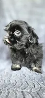 Junior, a male Shih Tzu for sale in Camilla, GA – 1 of 6