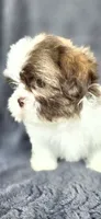 Snoopy , a male Shih Tzu for sale in Camilla, GA – 6 of 6