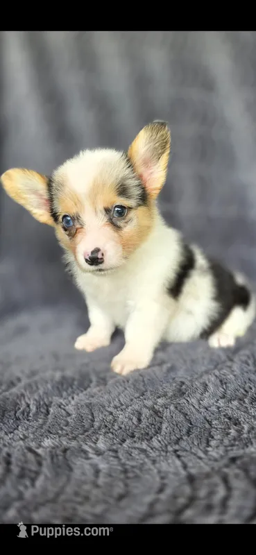 Candy – Cardigan Welsh Corgi, Pembroke Welsh Corgi puppy for sale in Camilla, GA