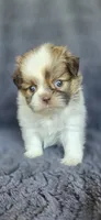 Sophia, a female Pomeranian and Shih Tzu for sale in Camilla, GA – 2 of 7
