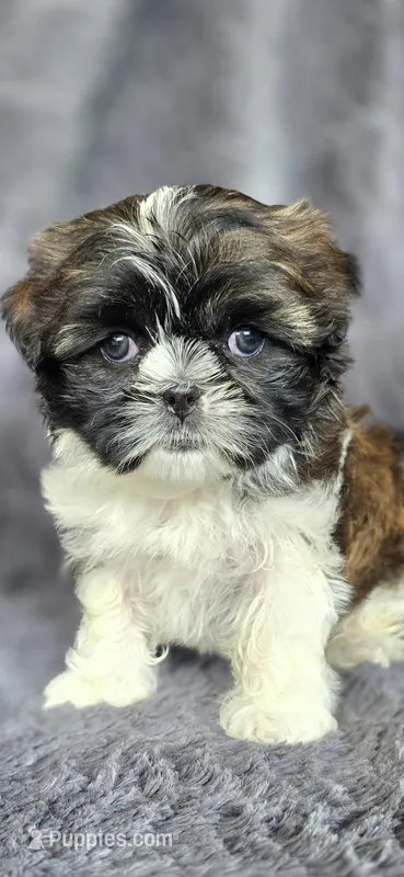 Bonnie – Shih Tzu puppy on hold in Camilla, GA