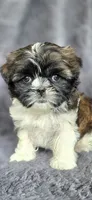 Bonnie, a female Shih Tzu for sale in Camilla, GA – 5 of 6