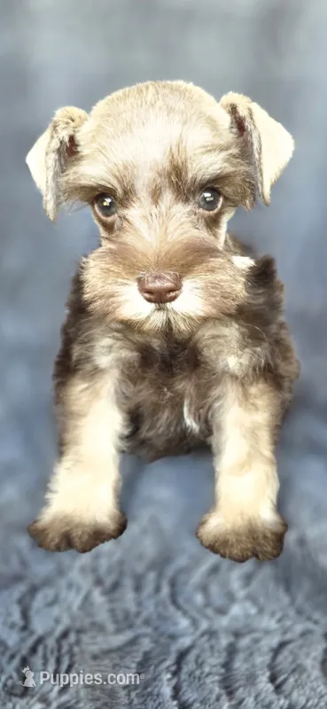 Tesla – Miniature Schnauzer puppy for sale in Camilla, GA