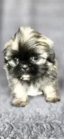 Frise, a male Shih Tzu for sale in Camilla, GA – 3 of 7