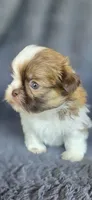 Romeo, a male Pomeranian and Shih Tzu for sale in Camilla, GA – 3 of 5