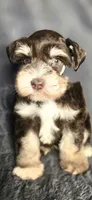 Ruger, a male Miniature Schnauzer for sale in Camilla, GA – 2 of 5