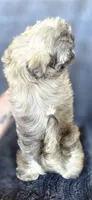 Meme, a female Shih Tzu for sale in Camilla, GA – 7 of 7
