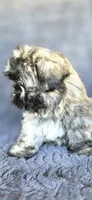 Alexa, a female Shih Tzu for sale in Camilla, GA – 2 of 8