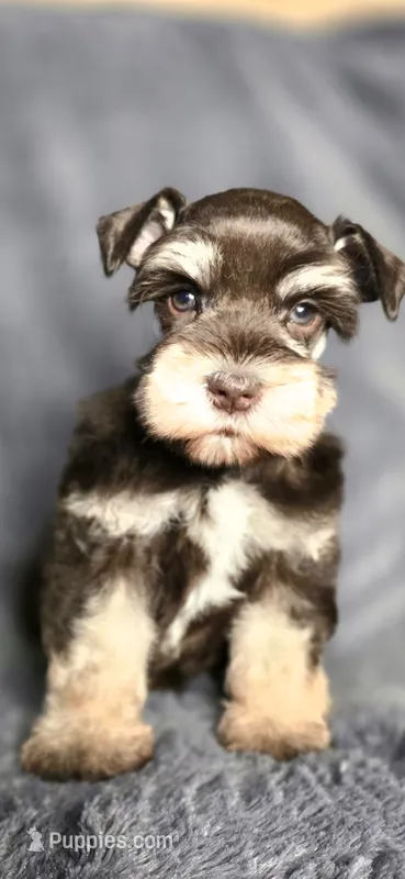 Annie – Miniature Schnauzer puppy for sale in Camilla, GA