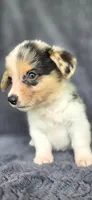 Piggy, a female Cardigan Welsh Corgi and Pembroke Welsh Corgi for sale in Camilla, GA – 5 of 7