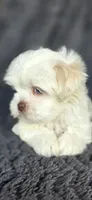 Prissy, a female Maltese and Shih Tzu for sale in Camilla, GA – 5 of 6