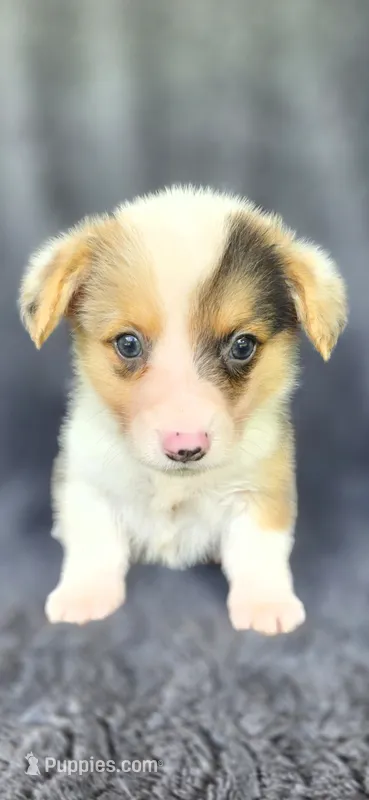 Bugsy – Cardigan Welsh Corgi, Pembroke Welsh Corgi puppy for sale in Camilla, GA