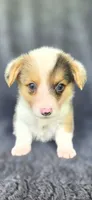 Bugsy, a male Cardigan Welsh Corgi and Pembroke Welsh Corgi for sale in Camilla, GA – 1 of 5