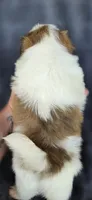 Blanch, a female Pomeranian and Shih Tzu for sale in Camilla, GA – 5 of 5