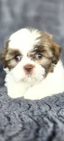 Snoopy , a male Shih Tzu for sale in Camilla, GA – 3 of 6