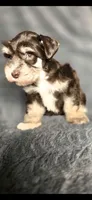 Ruger, a male Miniature Schnauzer for sale in Camilla, GA – 3 of 5