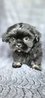Junior, a male Shih Tzu for sale in Camilla, GA – 5 of 6