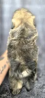 Rip, a male Shih Tzu for sale in Camilla, GA – 4 of 6