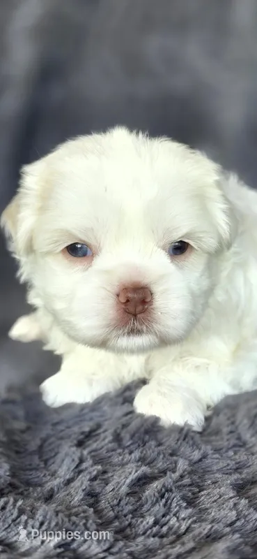Prissy – Maltese, Shih Tzu puppy for sale in Camilla, GA