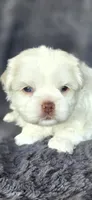 Prissy, a female Maltese and Shih Tzu for sale in Camilla, GA – Photo 1 of 3