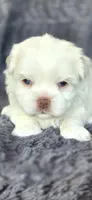Prissy, a female Maltese and Shih Tzu for sale in Camilla, GA – Photo 2 of 3