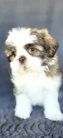 Papi, a male Shih Tzu for sale in Camilla, GA – 2 of 7
